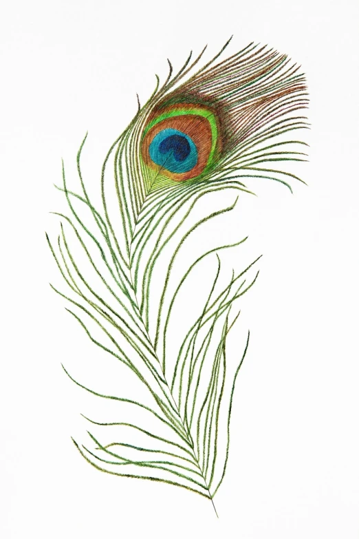 a drawing of a peacock feather on a white background, an illustration of, by Maeda Masao, shutterstock, hurufiyya, coloured lithograph engraving, ultrafine detail ”, etching illustration, colored pencil on paper