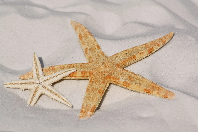 two starfishs laying in the sand on a beach, a picture, by Robert Childress, pexels, hurufiyya, high quality detail, vanilla, 3 / 4 extra - wide shot, detailed detailed detailed