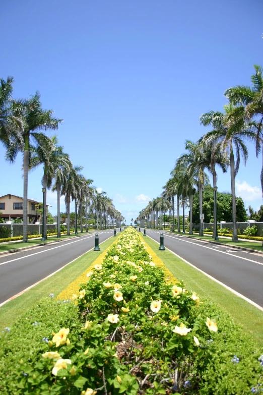 a street lined with palm trees and yellow flowers, presidential, runway, empty streetscapes, great barrier reef