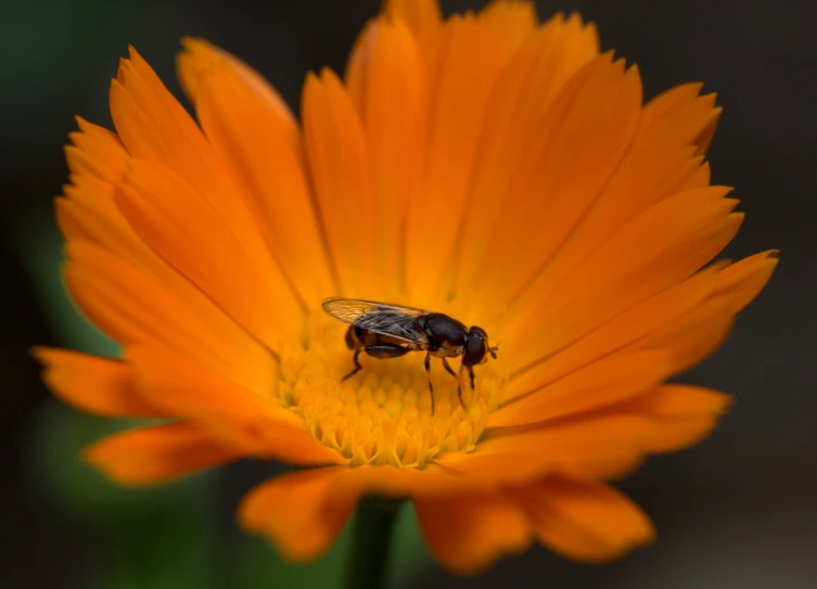 a close up of a flower with a fly on it, by Jan Rustem, orange and black, chelicerae, beautiful flower, nikolay kopeykin