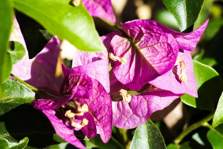 a close up of a purple flower with green leaves, by Alexander Robertson, hurufiyya, bougainvillea, winter sun, 7 0 mm photo