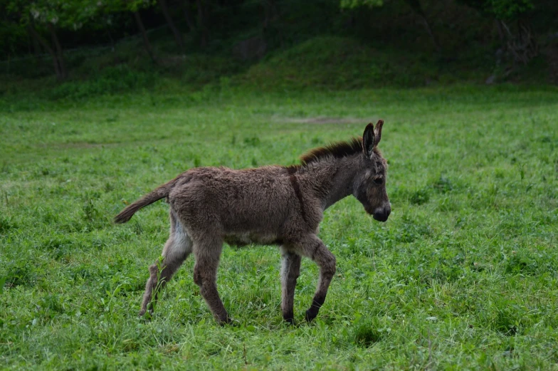 a small donkey walking across a lush green field, flickr, mingei, full body shot!!, young and cute, high quality image”, an ancient