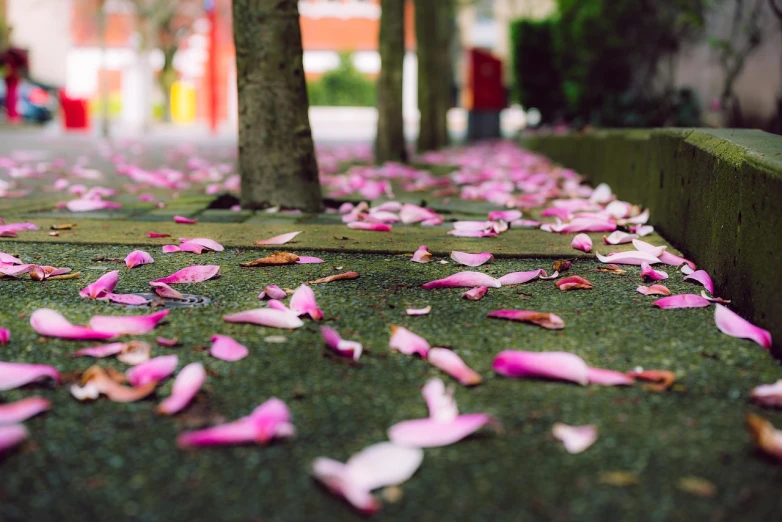 a sidewalk covered in pink petals next to a tree, by Richard Carline, cinematic depth of field, on a sidewalk of vancouver, cinematic detail, around the city