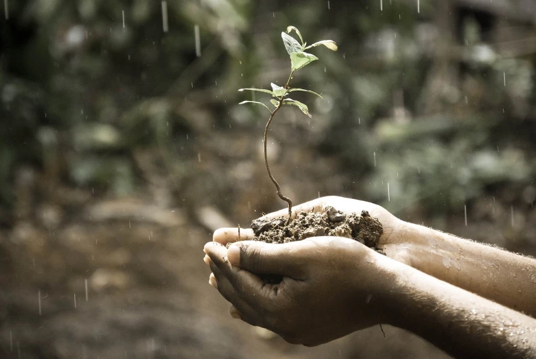 a person holding a small plant in their hands, rain and mud, 💣 💥💣 💥, avatar image, rich tree