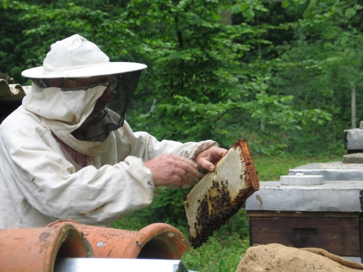 a man in a bee suit holding a beehive, a photo, by Caroline Mytinger, flickr, tending on arstation, high res photo, brood spreading, maintenance photo