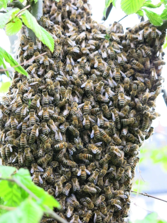 a swarm of bees hanging from a tree, by Joy Garnett, shutterstock, highly detailed”, bottom angle, stock photo