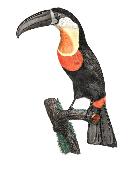 a close up of a bird on a branch, an illustration of, by Wilhelm Sasnal, shutterstock contest winner, hurufiyya, mage robe based on a toucan, high detail illustration, wall hanging trophy taxidermy, 3/4 view realistic