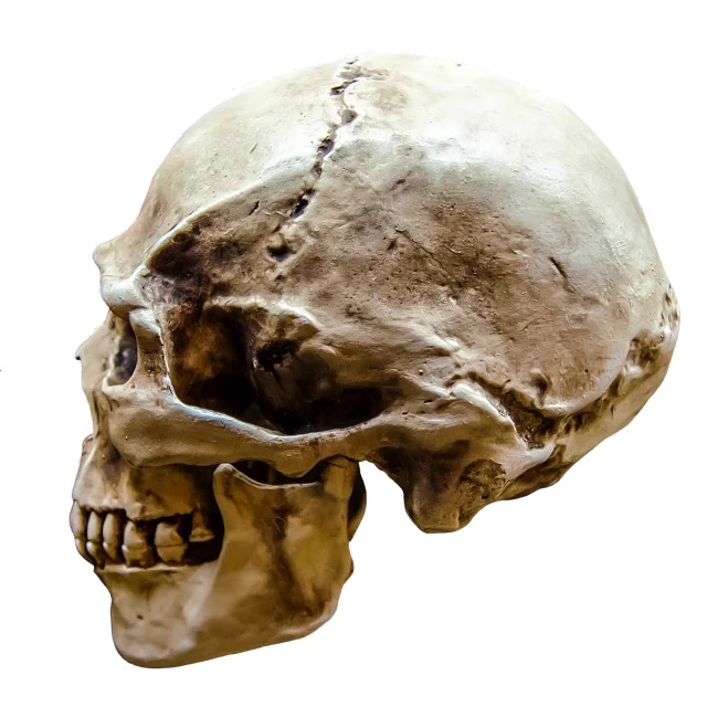 a close up of a human skull on a black background, shutterstock, side view profile centered, jpeg artifact, neanderthal people, prosthetics