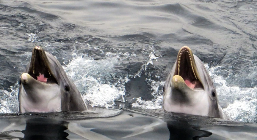 two dolphins in the water with their mouths open, by Anna Haifisch, banner, photo taken from a boat, crisp detail, f / 2. 8