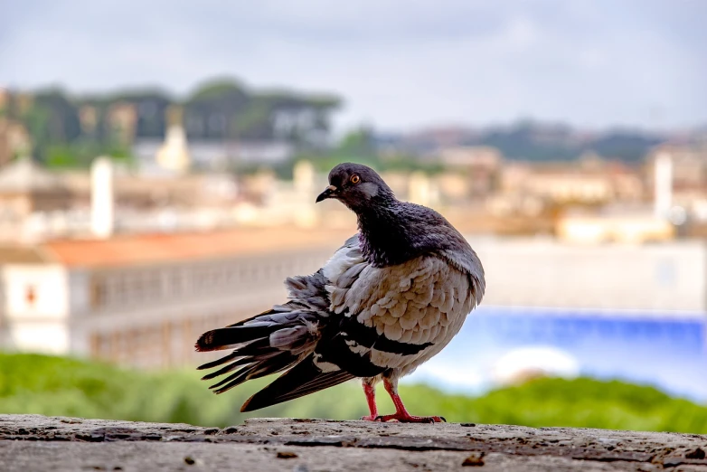 a pigeon standing on a ledge with a city in the background, a portrait, roma, focused photo