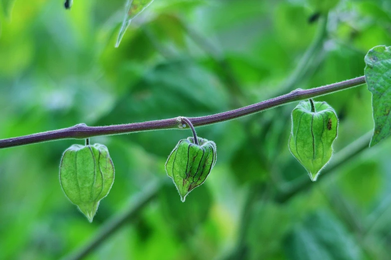 a close up of a plant with green leaves, a macro photograph, naturalism, chinese lanterns, three heads, closeup photo, in a row