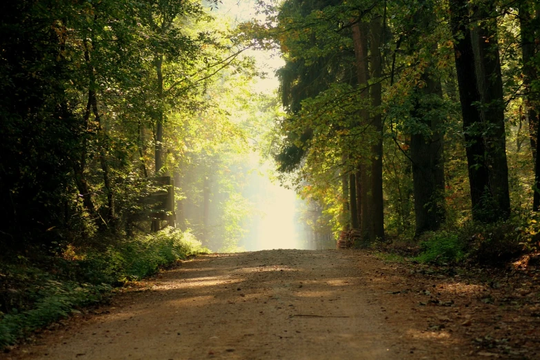 a dirt road in the middle of a forest, inspired by Gerard Soest, romanticism, soft morning lighting, beginning of autumn, shot on nikon d 3 2 0 0, bursting with holy light