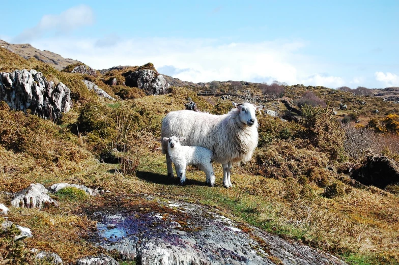 a couple of sheep standing on top of a grass covered hillside, a picture, by Samuel Scott, pixabay, irish mountains background, motherly, sparkling in the sunlight, moss