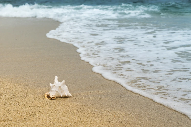 a shell sitting on top of a sandy beach next to the ocean, shutterstock, foamy waves, with a white, bone, stock photo