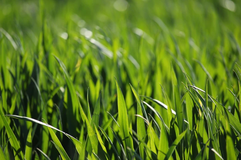 a close up of a field of green grass, by Thomas Häfner, dof, gardening, malt, spring early