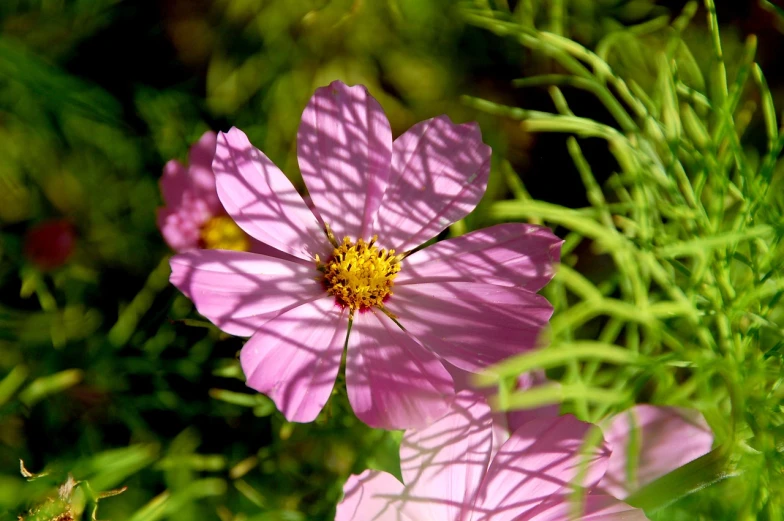 a pink flower sitting on top of a lush green field, a picture, by Jan Rustem, rasquache, beautiful shadows, miniature cosmos, consist of shadow, flash photo