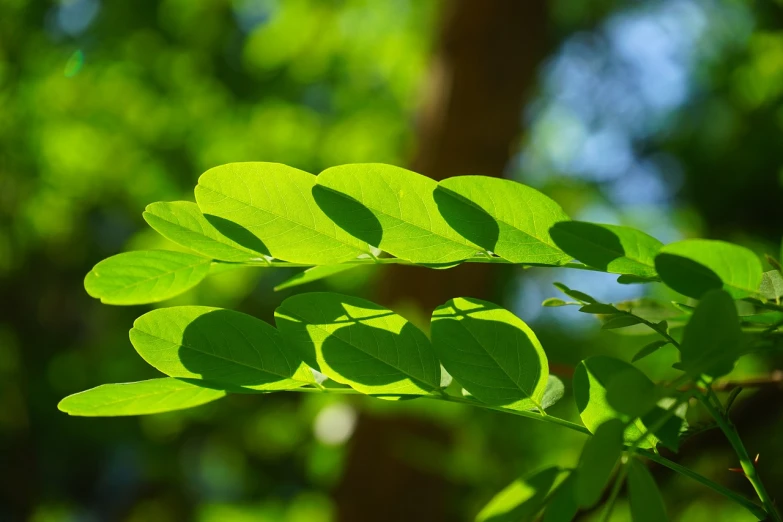 a close up of a leaf on a tree, a picture, pixabay, hurufiyya, moringa oleifera leaves, glowing green, arbor, strong shadows)