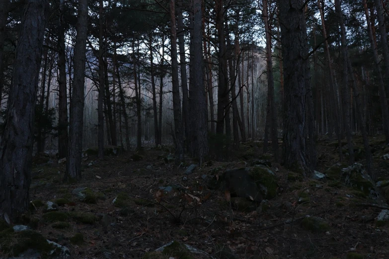 a forest filled with lots of trees and rocks, romanticism, dark winter evening, panorama shot, taken with a leica camera, (((forest)))
