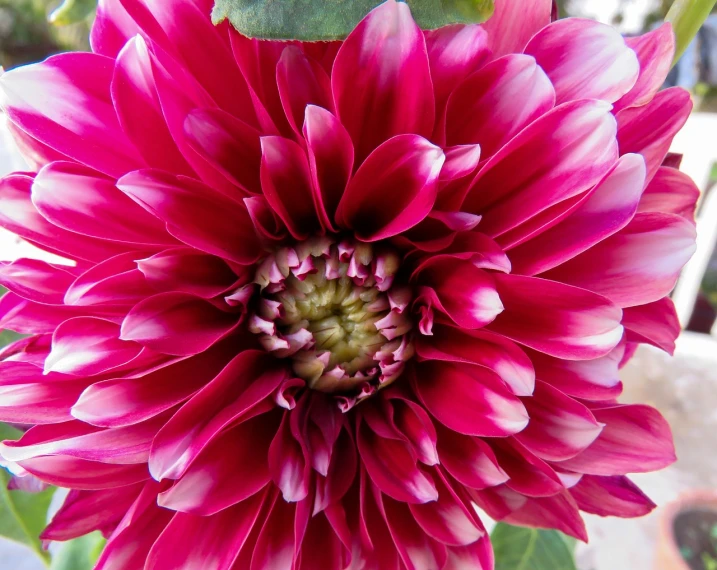 a close up of a pink flower with green leaves, by Anna Haifisch, dahlias, beautiful flower, rich deep pink, highly polished