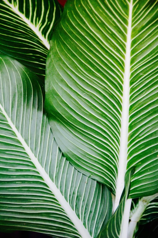 a close up of a large green leaf, by Sam Dillemans, pexels, fine art, white feathers, magnolia big leaves and stems, palm pattern visible, in a row