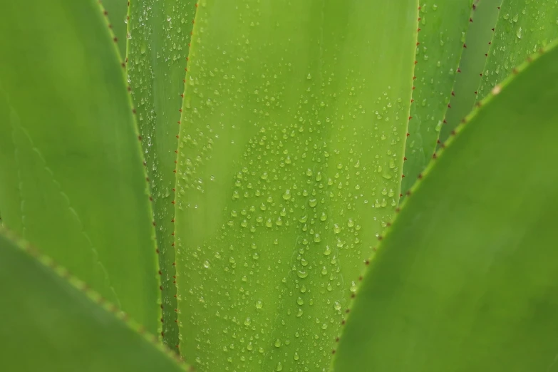 a close up of a plant with water droplets on it, high detail product photo
