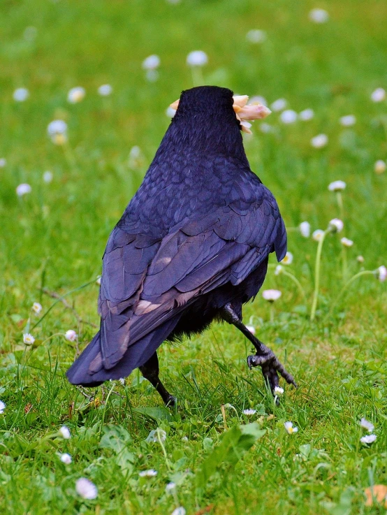 a black bird standing on top of a lush green field, a portrait, by Jan Rustem, flickr, renaissance, in scotland, bird legs, menacing!, daisy