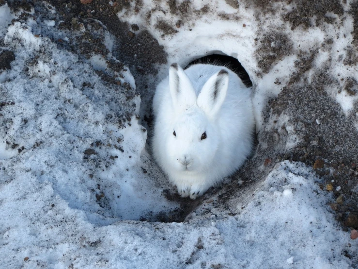 a white rabbit sitting in a hole in the snow, a photo, by Erwin Bowien, shutterstock contest winner, sōsaku hanga, inuk, 2 0 1 0 photo, devils, spring winter nature melted snow