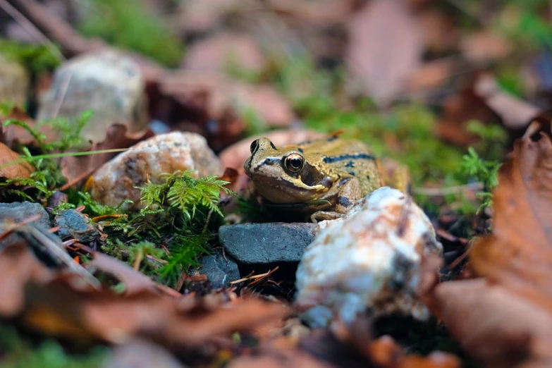 a frog that is sitting in the grass, a picture, by Tom Carapic, pixabay, lie on a golden stone, maus in forest, mid shot photo, rocks