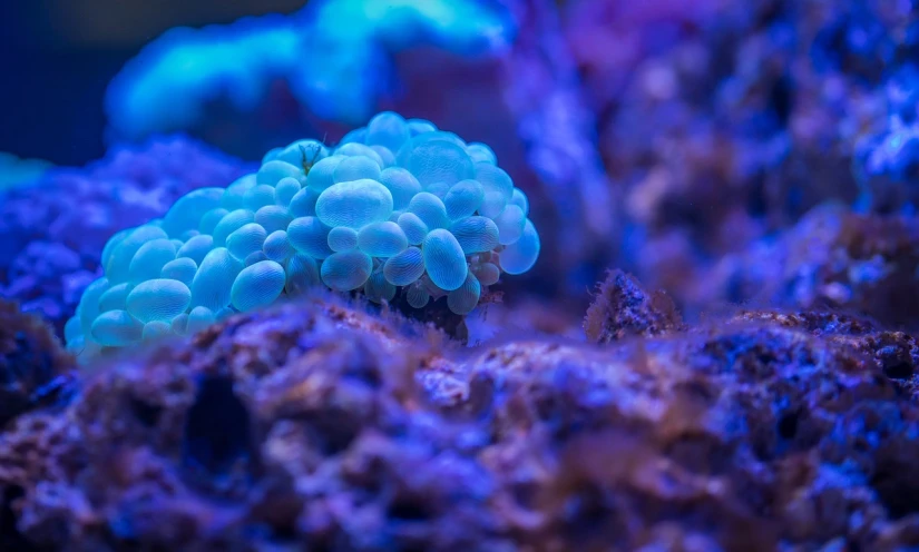 a close up of a blue coral in an aquarium, a microscopic photo, fluorescent mushrooms, very shallow depth of field, clown fish, soft neon atmosphere