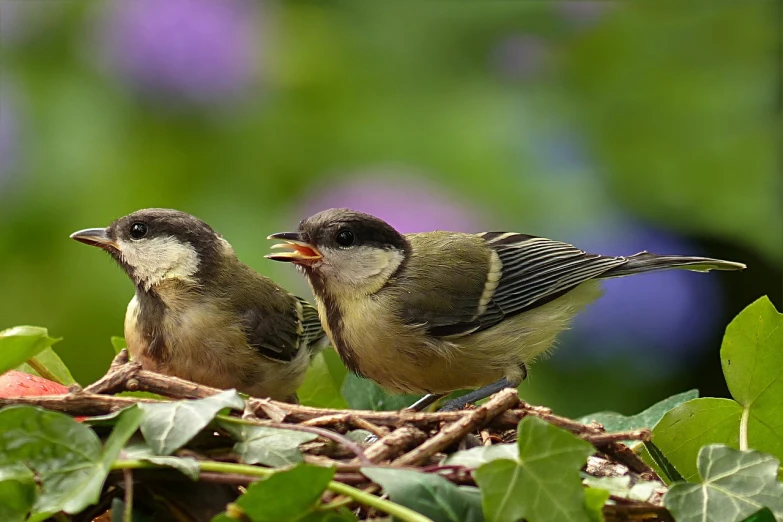 a couple of birds sitting on top of a nest, a picture, by Dietmar Damerau, in the garden, the next generation, eating, post-processed