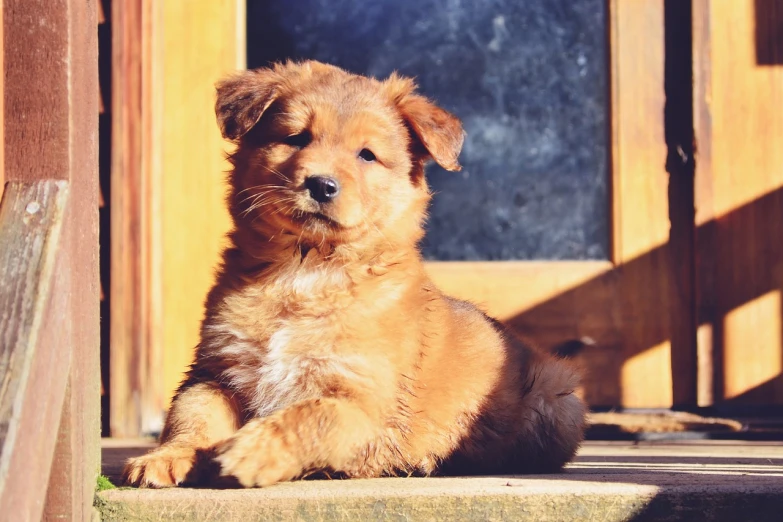 a brown and black dog laying on a porch, by Bernardino Mei, shutterstock, renaissance, overexposed sunlight, kitten puppy teddy mix, orange fluffy belly, 33mm photo