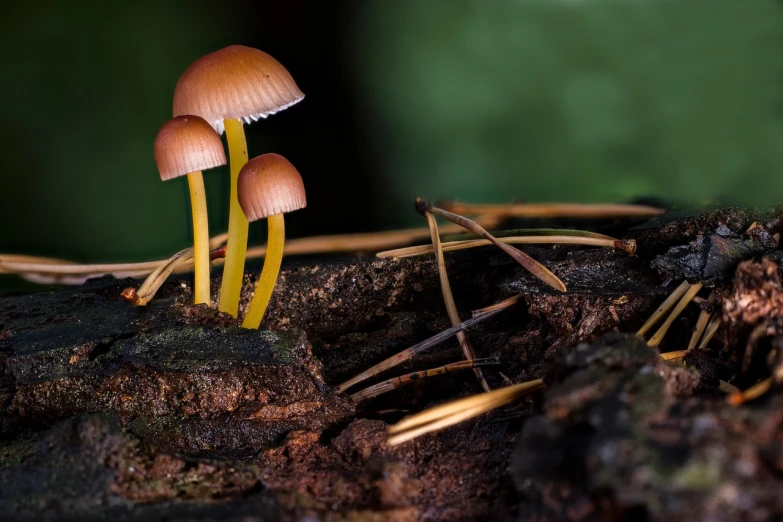 a group of small mushrooms sitting on top of a tree stump, a macro photograph, by Dietmar Damerau, shutterstock, bioluminescent forest floor, adult pair of twins, favolaschia - calocera, mid shot photo