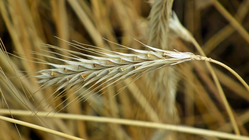 a close up of a stalk of wheat, by David Simpson, hurufiyya, organic biomass, interesting composition, right side composition, discovered photo