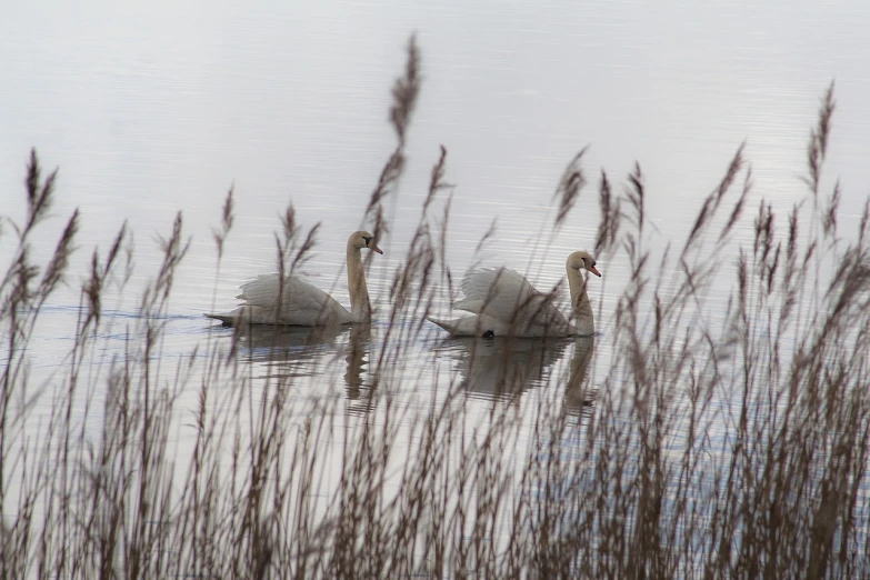 a couple of white swans floating on top of a lake, a photo, by Linda Sutton, phragmites, shutter speed 1/125, grey, tourist photo