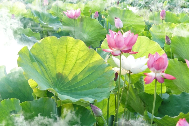 a group of pink and white flowers sitting on top of a lush green field, a picture, by Ju Lian, trending on pixabay, art nouveau, lotus pond, floating in mist, soft light misty yoshitaka amano, beijing