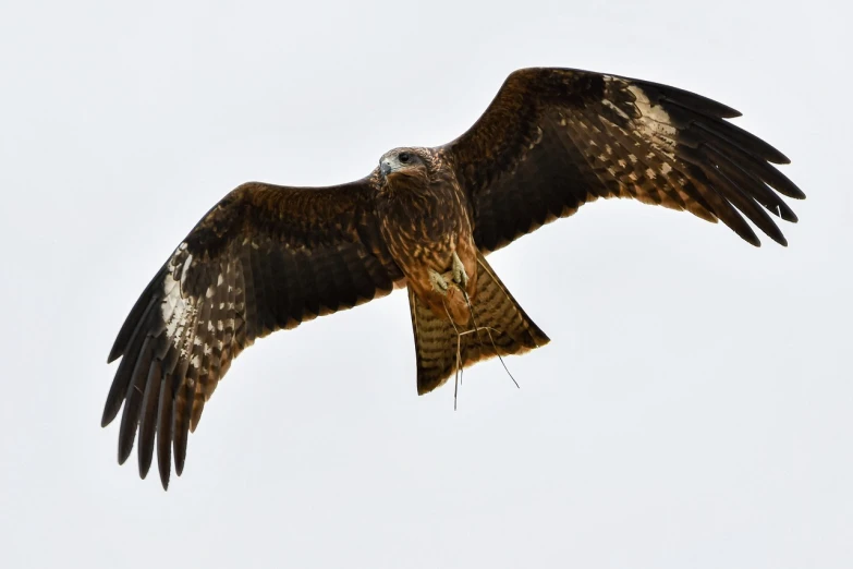 a bird that is flying in the sky, by Istvan Banyai, shutterstock, hurufiyya, eagle eat snake, kites, photo 85mm, with long thin antennae