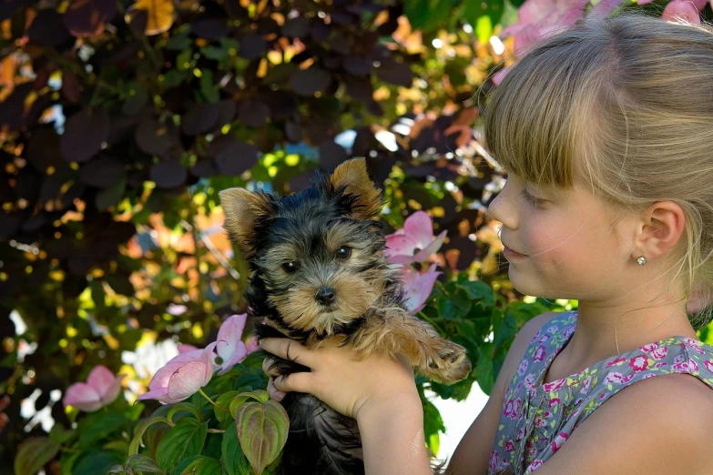 a little girl holding a small dog in her hands, a picture, pixabay, next to a plant, yorkshire terrier, avatar image, siblings