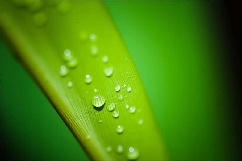 a close up of a leaf with water droplets on it, by Yi Jaegwan, flickr, minimalism, bamboo, [ realistic photography ], green skin!, photo taken with canon 5d