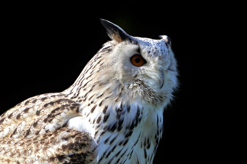 a close up of an owl with a black background, by Dave Allsop, trending on pixabay, right side profile, white hairs, ornately detailed, back - lit