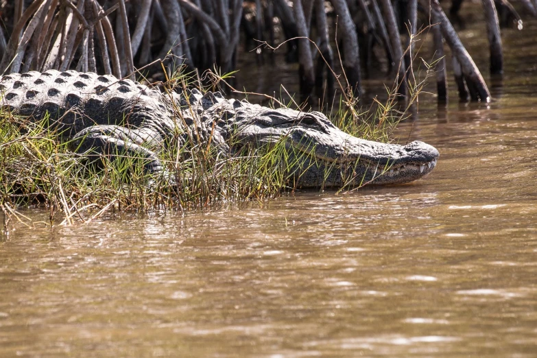 a large alligator sitting on top of a body of water, a portrait, by Richard Carline, f/4, crossing the river, thomas river, shot on 1 5 0 mm