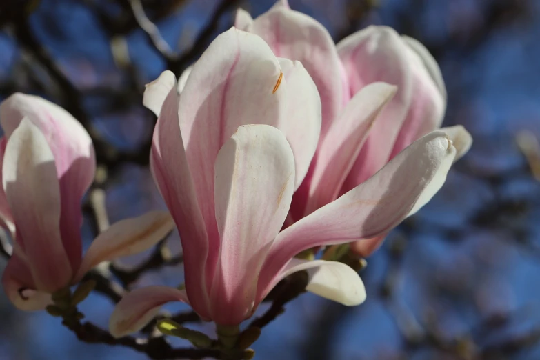 a close up of a flower on a tree, a photo, shutterstock, art nouveau, magnolia big leaves and stems, very sharp and detailed photo, very sharp photo, soft blue and pink tints