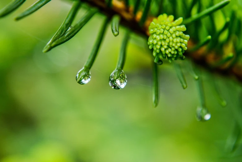 two drops of water on a pine tree branch, a macro photograph, shutterstock, rain water reflections in ground, japan nature, hemlocks, photo taken with sony a7r