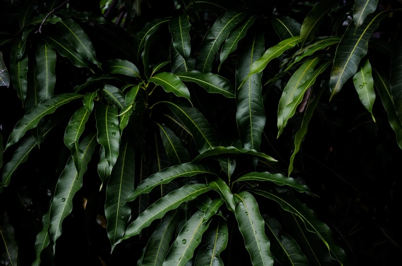 a close up of a plant with green leaves, by Frederik Vermehren, wet lush jungle landscape, dark nature background, full frame image, photo-realistic low lighting