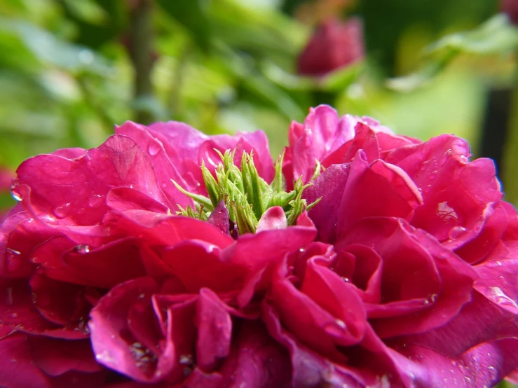 a close up of a pink flower with green leaves in the background, inspired by William MacTaggart, romanticism, dressed in a beautiful red cloak, glossy from rain, crown of roses, extreme close - up shot