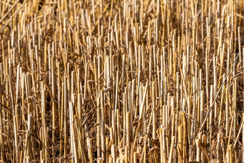 a close up of a field of dry grass, a stock photo, with a straw, stereogram, farm background, long thick shiny gold beak