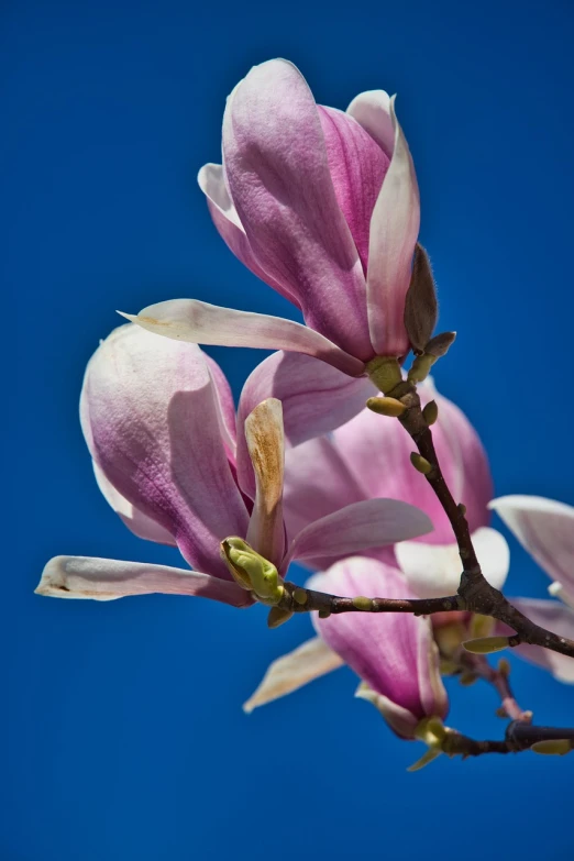 a close up of a flower on a tree, by Jan Rustem, flickr, magnolia big leaves and stems, blue sky, lilac, 2 4 mm iso 8 0 0 color