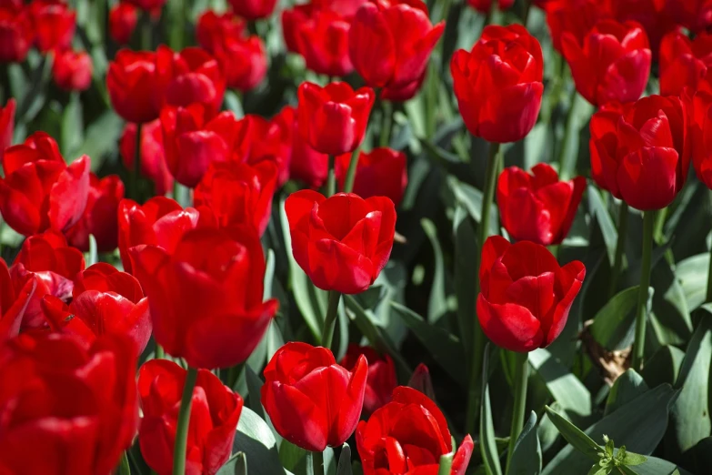 a field of red tulips on a sunny day, a picture, by Istvan Banyai, shutterstock, romanticism, fine details. red, deep colours. ”, beautiful flower, emerald