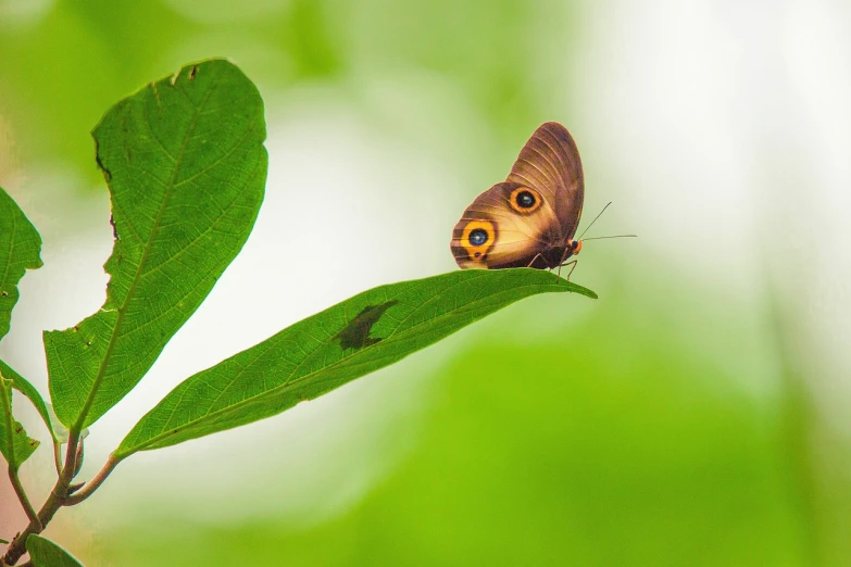 a close up of a butterfly on a leaf, a macro photograph, sumatraism, big gold eyes, wide shot photo, mid shot photo