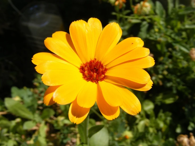 a close up of a yellow flower in a garden, a portrait, very orange, slightly sunny, confident pose, varnished