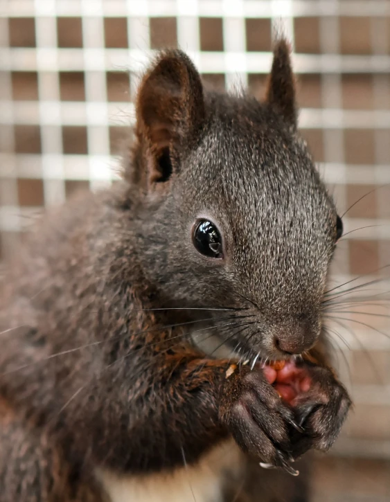 a close up of a squirrel eating food, a portrait, by Robert Brackman, shutterstock, hurufiyya, black, cub, scarlet, 2013